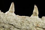 Mosasaur (Eremiasaurus?) Jaw with Seven Teeth - Morocco #259674-2